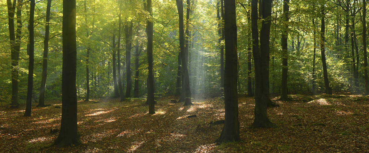 Picture of a forest with sun rays coming through the trees