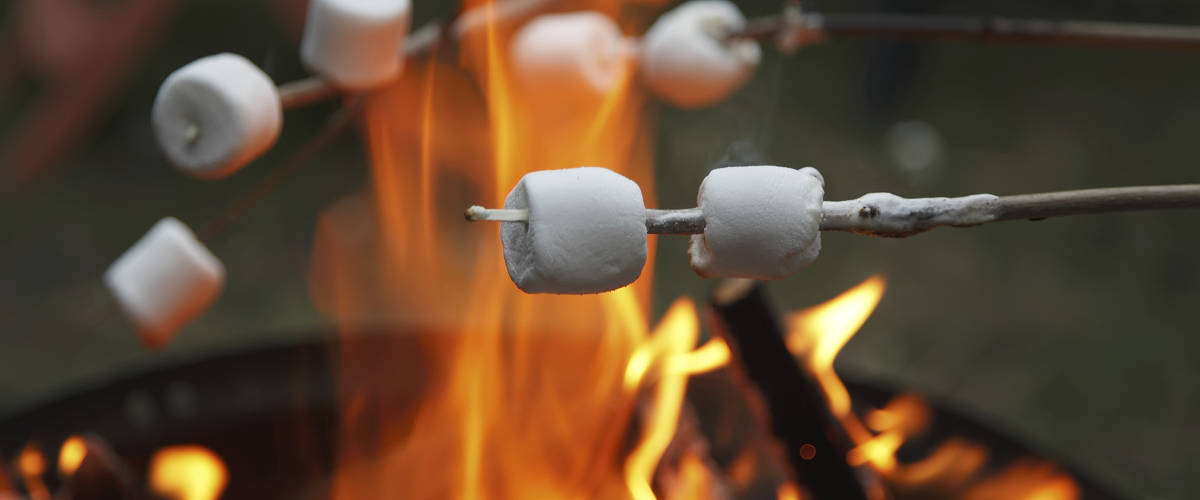 Picture of marshmallows roasting on sticks over campfire